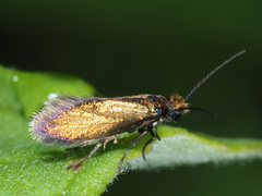 Micropterix