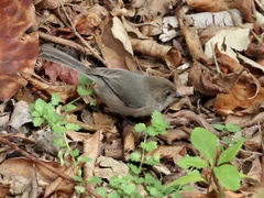 Psaltriparus minimus