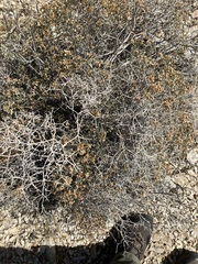 Eriogonum heermannii