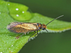 Micropterix