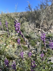 Lupinus arizonicus