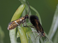 Micropterix aruncella