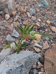Mohavea confertiflora