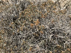 Eriogonum heermannii