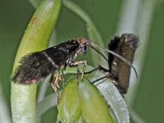 Micropterix aruncella
