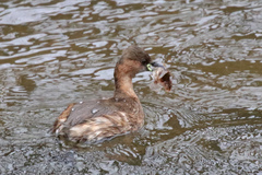 Tachybaptus ruficollis