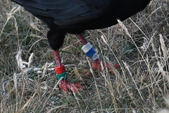 Pyrrhocorax pyrrhocorax