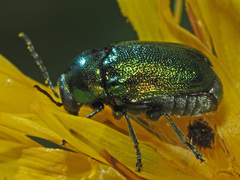 Cryptocephalus sericeus