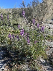 Lupinus arizonicus