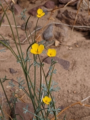 Eschscholzia minutiflora