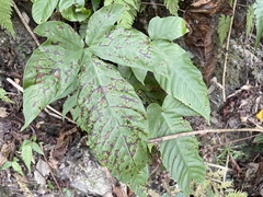 Tectaria polymorpha