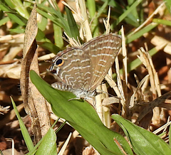 Theclinesthes onycha