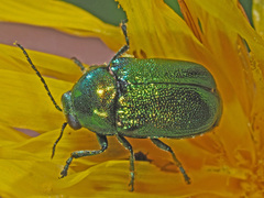 Cryptocephalus sericeus