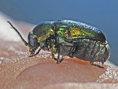 Cryptocephalus sericeus