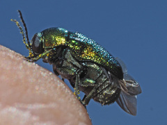 Cryptocephalus sericeus