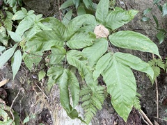 Tectaria polymorpha