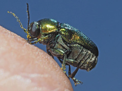 Cryptocephalus sericeus