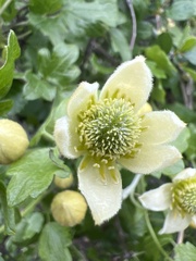 Clematis lasiantha