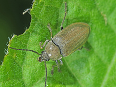 Dascillus cervinus