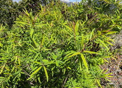 Hypericum canariense