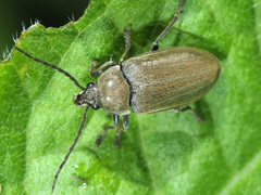 Dascillus cervinus