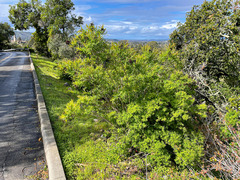 Hypericum canariense
