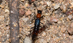 Paederus cruenticollis