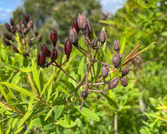 Hypericum canariense