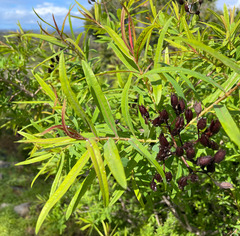 Hypericum canariense