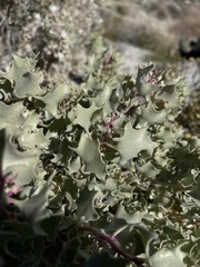 Atriplex hymenelytra