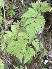 Tectaria devexa