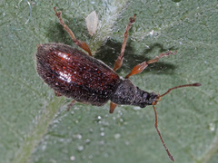 Phyllobius oblongus