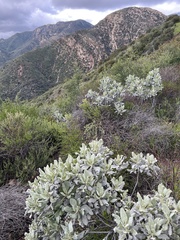 Eriodictyon tomentosum