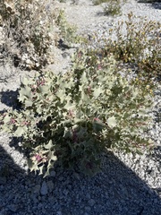 Atriplex hymenelytra