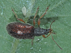 Phyllobius oblongus