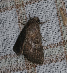 Condica illecta