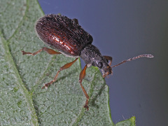 Phyllobius oblongus