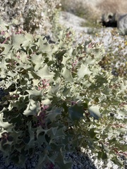 Atriplex hymenelytra