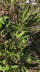 Ruellia simplex