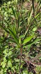 Ruellia simplex