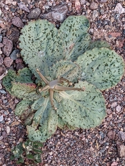 Atrichoseris platyphylla