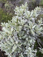 Eriodictyon tomentosum