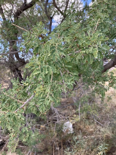 catclaw acacia (Senegalia greggii)