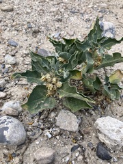 Asclepias nyctaginifolia