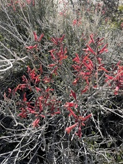 Justicia californica