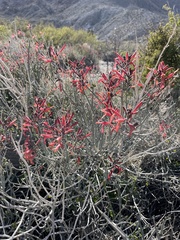 Justicia californica
