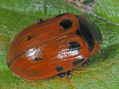 Gonioctena viminalis