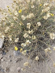 Psilostrophe cooperi