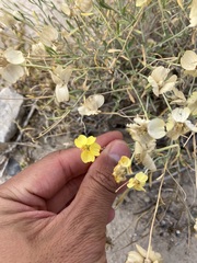 Psilostrophe cooperi