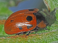 Gonioctena viminalis